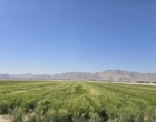 برگزاری روز مزرعه در مجموعه تحقیقاتی فکا با مشارکت مرکز تحقیقات و آموزش کشاورزی و منابع طبیعی استان اصفهان