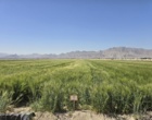 برگزاری روز مزرعه در مجموعه تحقیقاتی فکا با مشارکت مرکز تحقیقات و آموزش کشاورزی و منابع طبیعی استان اصفهان