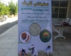 روز مزرعه و انتقال یافته‌های تحقیقاتی گلرنگ در اصفهان