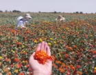 روز مزرعه و انتقال یافته‌های تحقیقاتی گلرنگ در اصفهان
