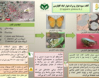 اینفوگرافی گیاهان دارویی