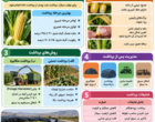 برداشت ذرت