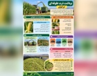 برداشت ذرت