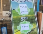 روز مزرعه ارزن مرواریدی شهرستان شهرضا