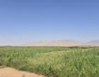 روز مزرعه ارزن مرواریدی شهرستان شهرضا