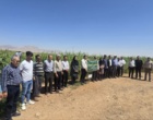 روز مزرعه ارزن مرواریدی شهرستان شهرضا