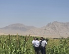روز مزرعه ارزن مرواریدی شهرستان شهرضا