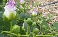 کشت گیاه کم آب بر کاپاریس در شرق اصفهان