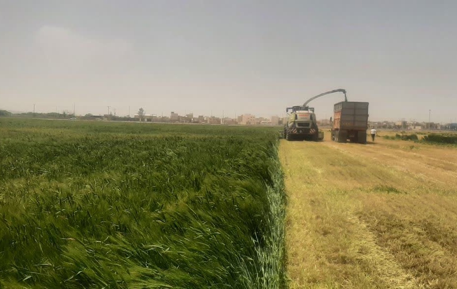 روز مزرعه خصیل جو