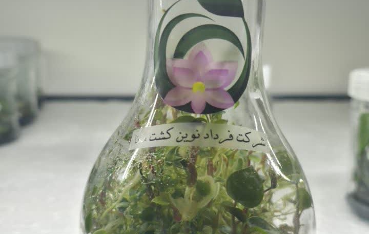 نظارت فعال بر مجموعه های کشت بافت استان اصفهان