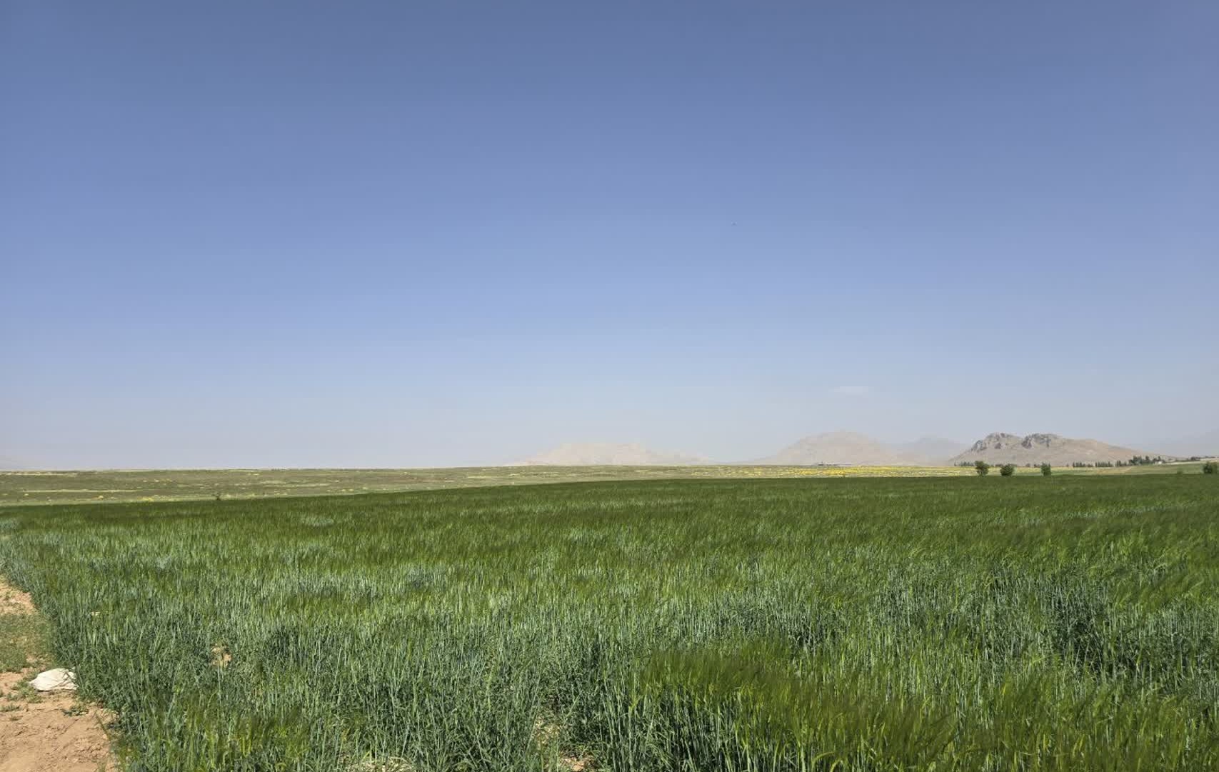 کاهش واردات بذر جو مالتی فورتانا