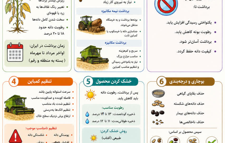 برداشت لوبیا