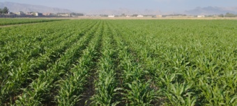 تولید هسته اولیه بذری سورگوم علوفه‌ای رقم منصور