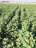 تولید هسته اولیه بذری پنبه رقم شایان