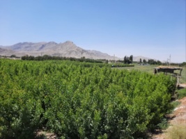 برخورد با نهالکاران غیر مجاز شهرستان مبارکه