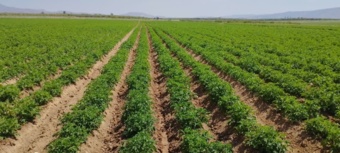 تولید هسته‌های اولیه بذری ارقام سیب‌زمینی در ایستگاه وردشت سمیرم