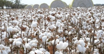 روز مزرعه پنبه با محوریت مدیریت مرحله داشت در شهرستان ورزنه