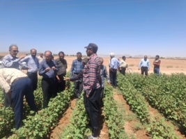 جایگزینی کشت پنبه به جای صیفی جات