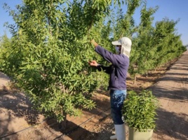 گزارش تصویری _ بازدید طالقانی رئیس موسسه تحقیقات ثبت و گواهی و هیات همراه از شرکت کشاورزی دامپروری فجر اصفهان واحد مهیار