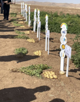 برگزاری "روز مزرعه" سیب زمینی در شهرستان چادگان اصفهان