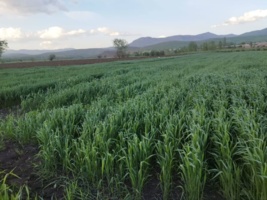 رقم جدید گندم نان آبی "افروز"