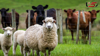 احیای نژادهای دام بومی سبک و سنگین