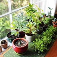 اجرای دوره سنجش مهارت گل و گیاهان زینتی