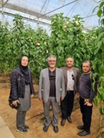 نظارت تیم تخصصی مرکز تحقیقات اصفهان بر تولید بذور هیبرید