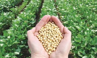 اصلاح بذر را رقابتی کنید