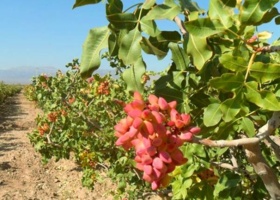 دوره مدیریت به هنگام درختان پسته در اصفهان