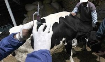 عدم خلل در تولید شیر در سطح استان با اقدامات به موقع در کنترل بیماری تب برفکی
