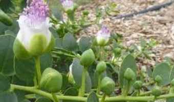کشت گیاه کم آب بر کاپاریس در شرق اصفهان