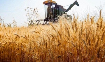 لزوم پایش مزارع گندم برای بیماری زنگ زرد غلات