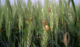 اهمیت زمان مناسب سمپاشی علیه سن غلات