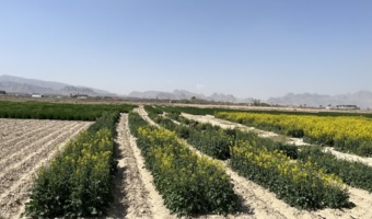 بازدید از طرح VCU کلزا در مرحله گلدهی
