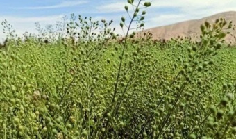 کاملینا گزینه‌ای مناسب در الگوی کشت استان اصفهان