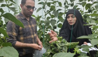 نمونه برداری جهت بررسی میزان باقی مانده سموم روی محصول