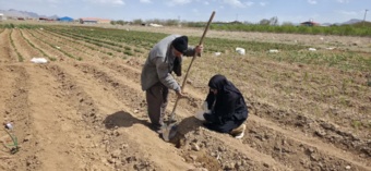 بازدید از نهالستان پایه بذری و نمونه برداری از خاک