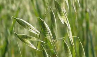 کارگاه روش های مختلف کنترل علفهای هرز حبوبات در فریدن