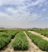 یادداشت برداری و حذف علفهای هرز طرح VCU کلزا