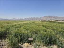 روز مزرعه در مجموعه تحقیقاتی شرکت فکا