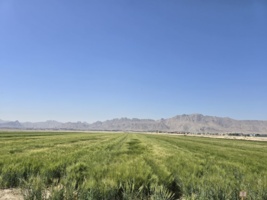 برگزاری روز مزرعه در مجموعه تحقیقاتی فکا با مشارکت مرکز تحقیقات و آموزش کشاورزی و منابع طبیعی استان اصفهان