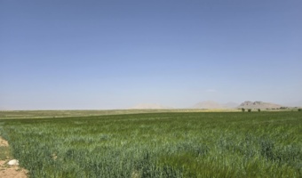 کاهش واردات بذر جو مالتی فورتانا