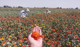 روز مزرعه و انتقال یافتههای تحقیقاتی گلرنگ در اصفهان