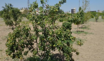 حفظ ذخایر توارثی و منابع ژنتیکی گلابی و به کشور