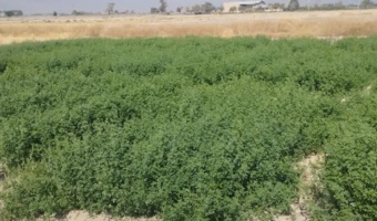 بررسی سازگاری خصوصی اکوتیپ قره گوزلو ارتقاء یافته یونجه