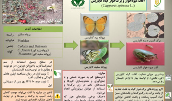 اینفوگرافی گیاهان دارویی