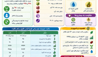 اینفوگرافیک _ لوبیا قرمز
