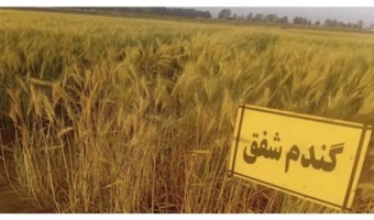 معرفی رقم جدید گندم نان سازگار با شرایط شور مناطق معتدل و گرم کشور