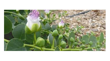 کشت گیاه کم آب بر کاپاریس در شرق اصفهان